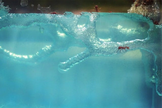 Ant Under the Water