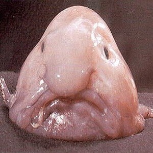 10 Blobfish Facts About The Bizzare Deep Sea Creature