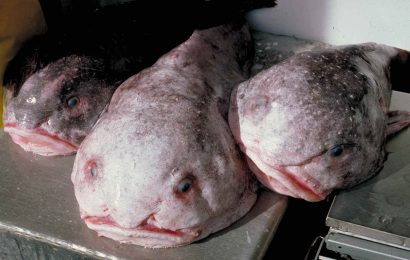 Blobfish Facts Appearance Diet Predators  More 
