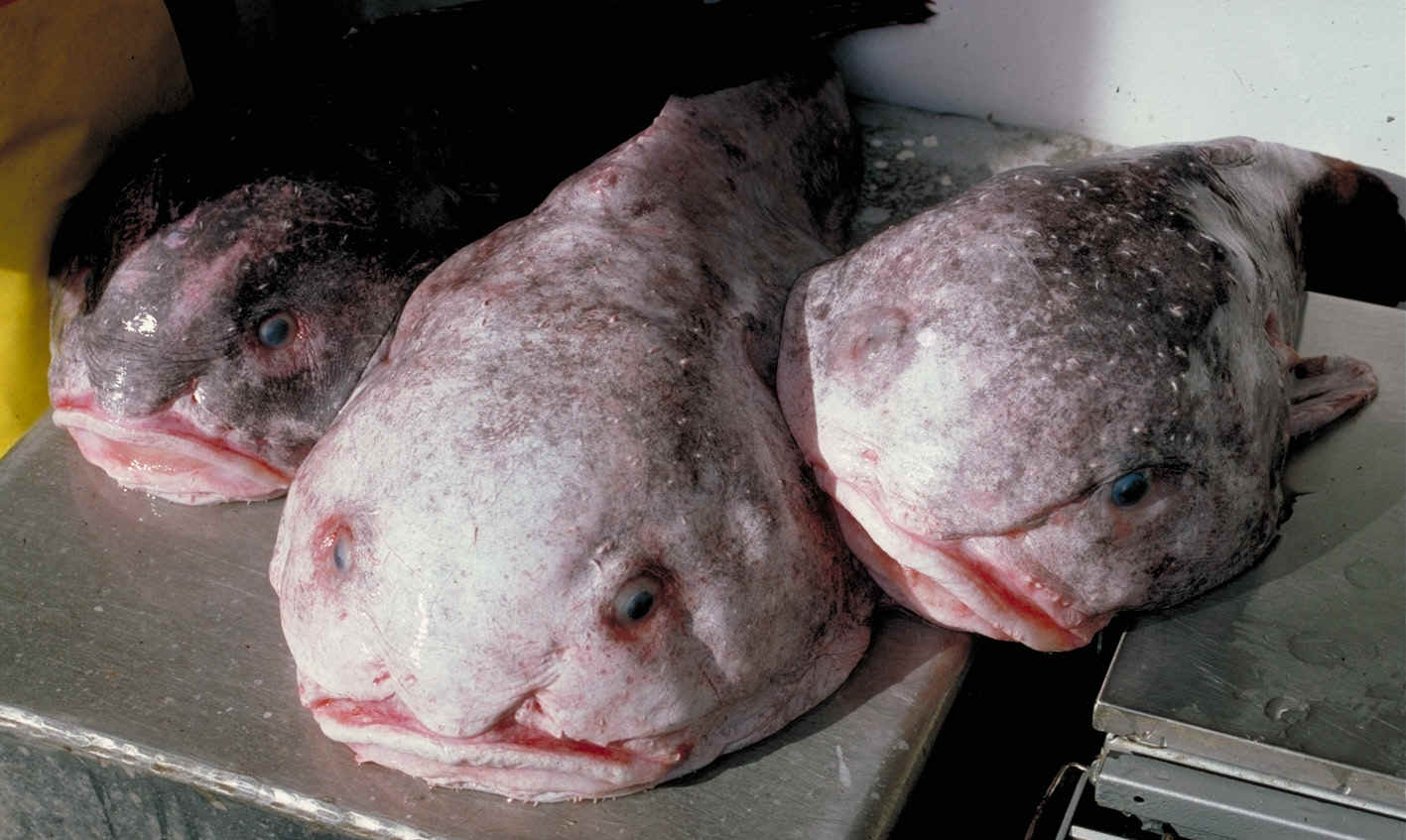 Blobfish Facts Appearance Diet Predators More Facts Net