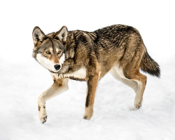 Roter Wolf auf Zehenspitzen