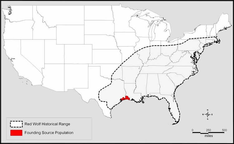 Red Wolf Population Chart