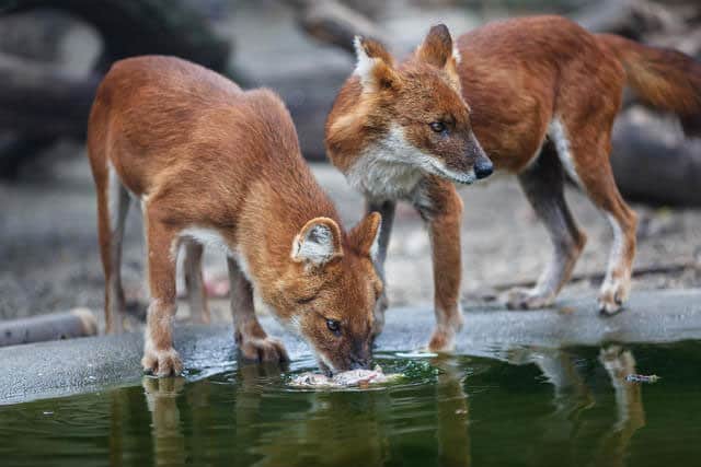 二つの赤いオオカミ