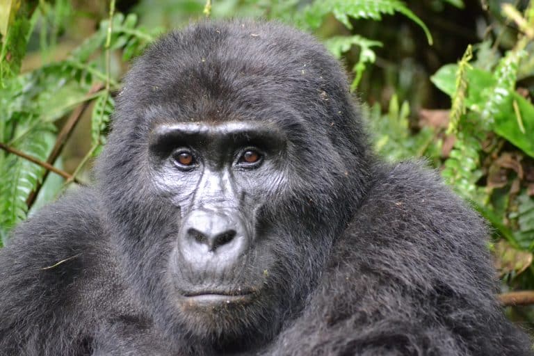 12 Mountain Gorilla Facts - Habitat, Diet, Population & More | Facts.net