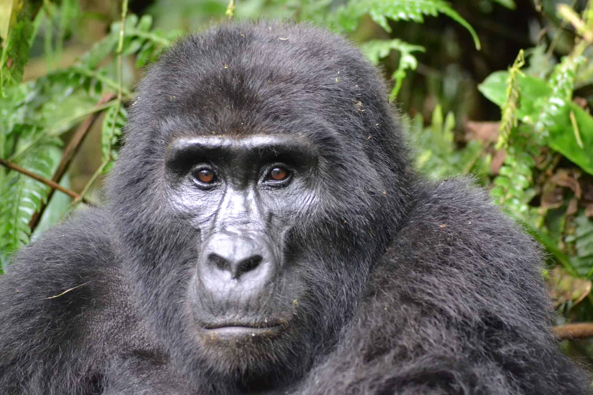 Mountain Gorilla Habitat Map Mountain Gorilla Habitat Map