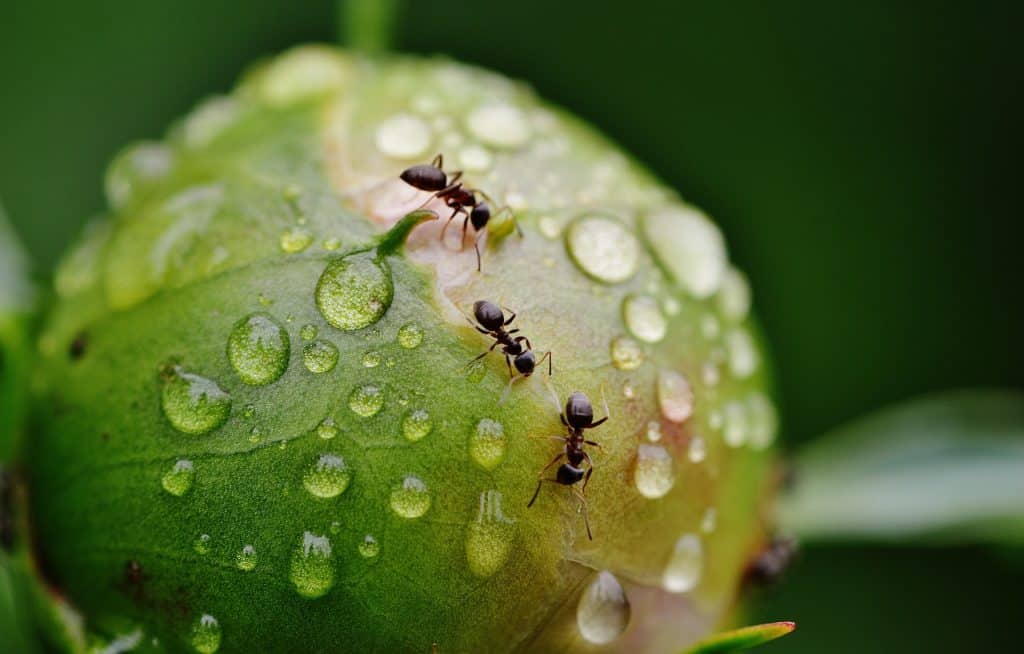 Top 15 Ant Facts Biology, Lifespan, Diet & More
