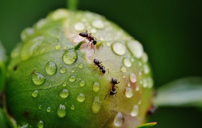 Top 15 Ant Facts  Biology Lifespan Diet  More 