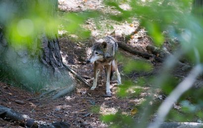 Red Wolf Facts Food Biology Behavior  More 