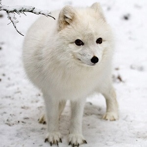 Top 16 Arctic Fox Facts - Diet, Habitat & More | Facts.net