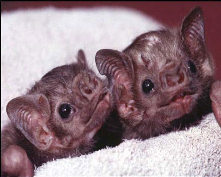 Top 15 Vampire Bat Facts Size Diet Range More Facts