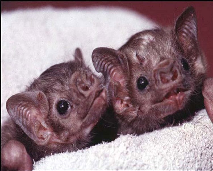 baby vampire bats