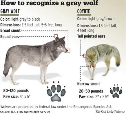 19 Gray Wolf Facts - Biology, Appearance, Behavior & More | Facts.net