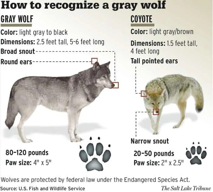 gray wolves habitat facts