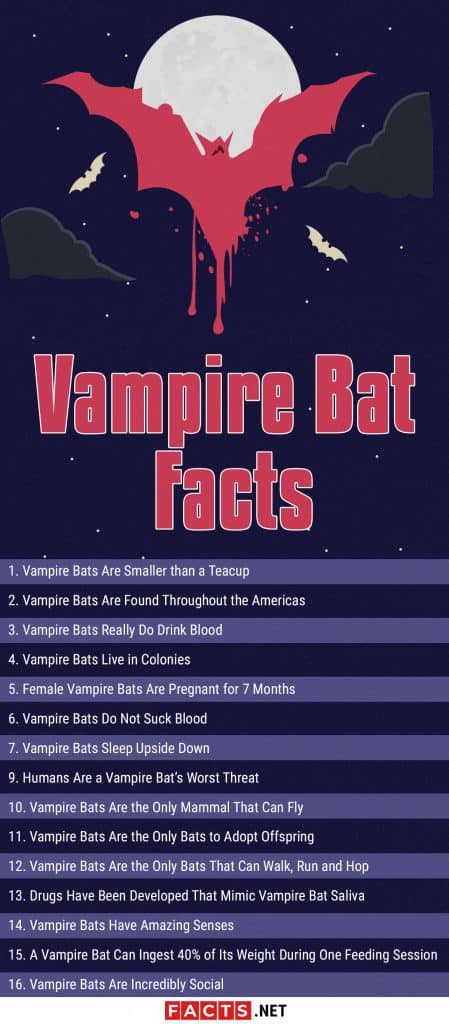 Top 15 Vampire Bat Facts - Size, Diet, Range & More - Facts.net