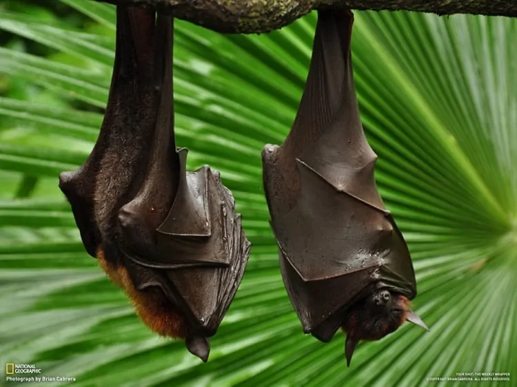 Top 15 Vampire Bat Facts Size, Diet, Range & More