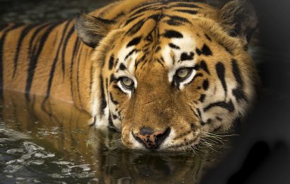 80 Surprising Tiger Facts That You Never Knew About