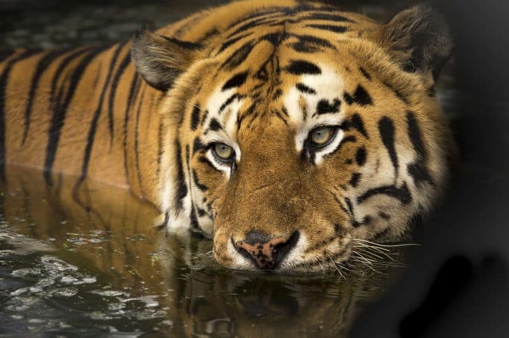 Top 17 Bengal Tiger Facts - Diet, Habitat, Speed & More - Facts.net