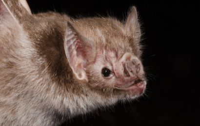 Top 15 Vampire Bat Facts  Size Diet Range  More 