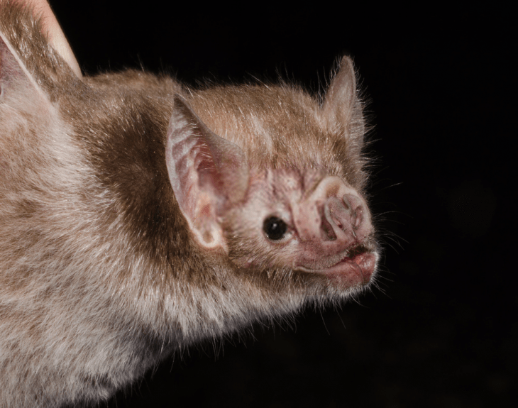 Vampire Bats Habitat