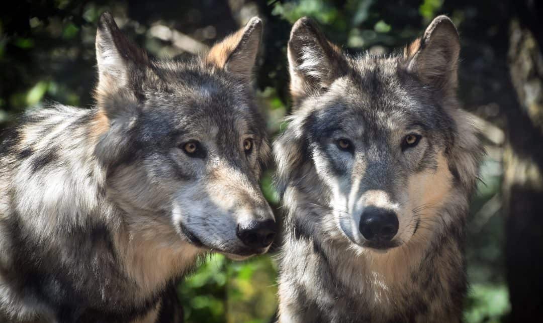 19 Gray Wolf Facts - Biology, Appearance, Behavior & More | Facts.net