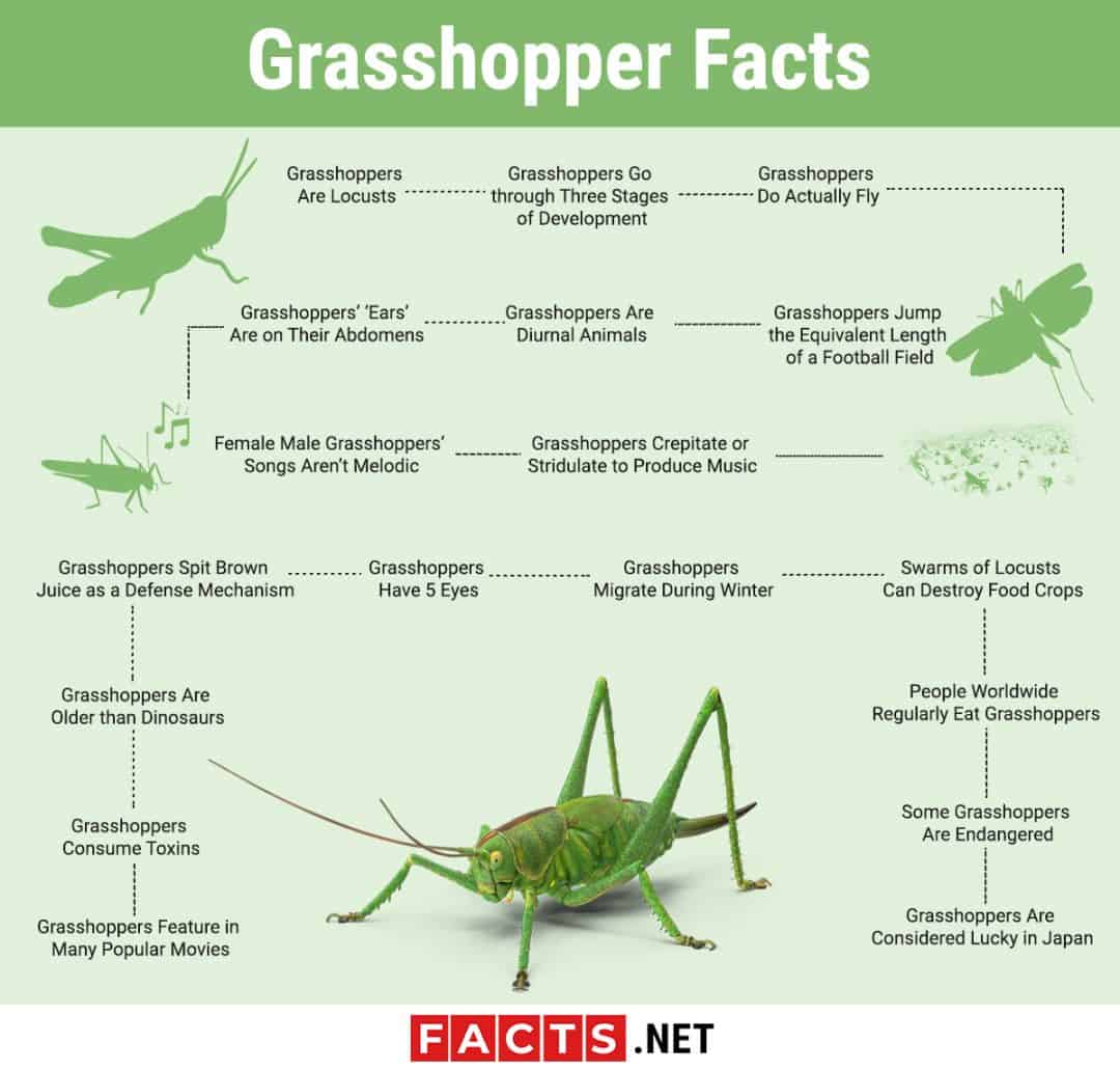 10 Grasshoppers Facts Behavior Flight Movement More Facts