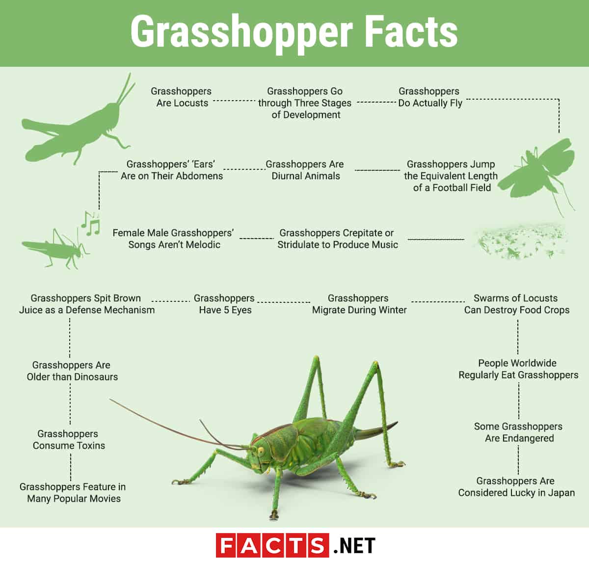 10 Grasshoppers Facts - Behavior, Flight, Movement & More 