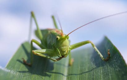 10 Grasshoppers Facts  Behavior Flight Movement  More 