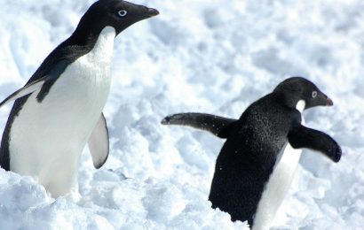 Adlie Penguin Facts Lifespan Habitat Diet  More 