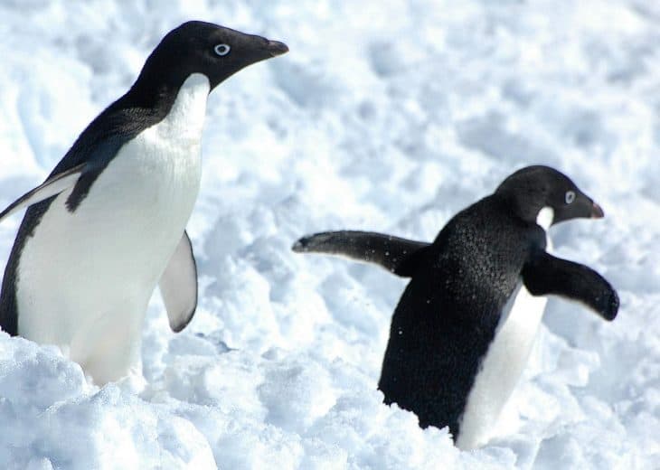 adelie penguin facts