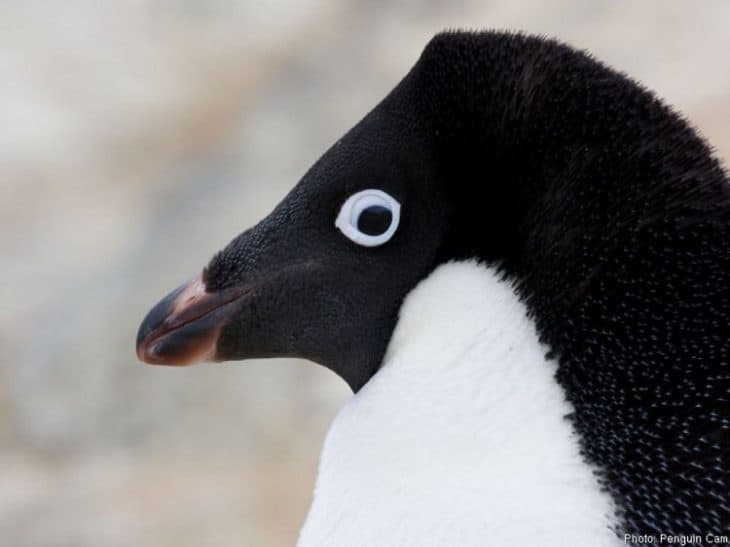 14 Facts about Adélie Penguins - Lifespan, Habitat, Diet & More | Facts.net