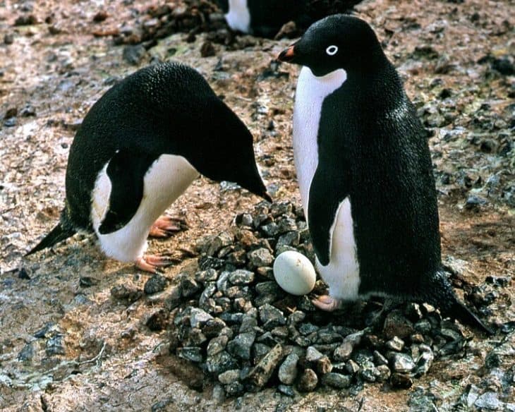 14 Facts about Adélie Penguins - Lifespan, Habitat, Diet  
