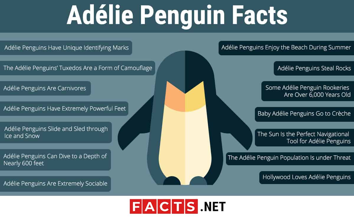 interesting habits do penguins have