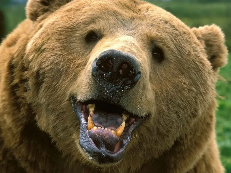 Brown Bear Teeth