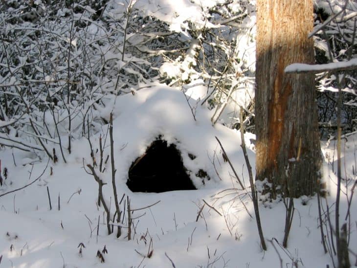 Brown Bear Facts Diet, Weight, Longevity & More