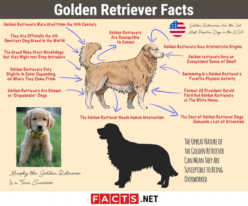 15 Golden Retriever Facts Lifespan, Types, Biology & More