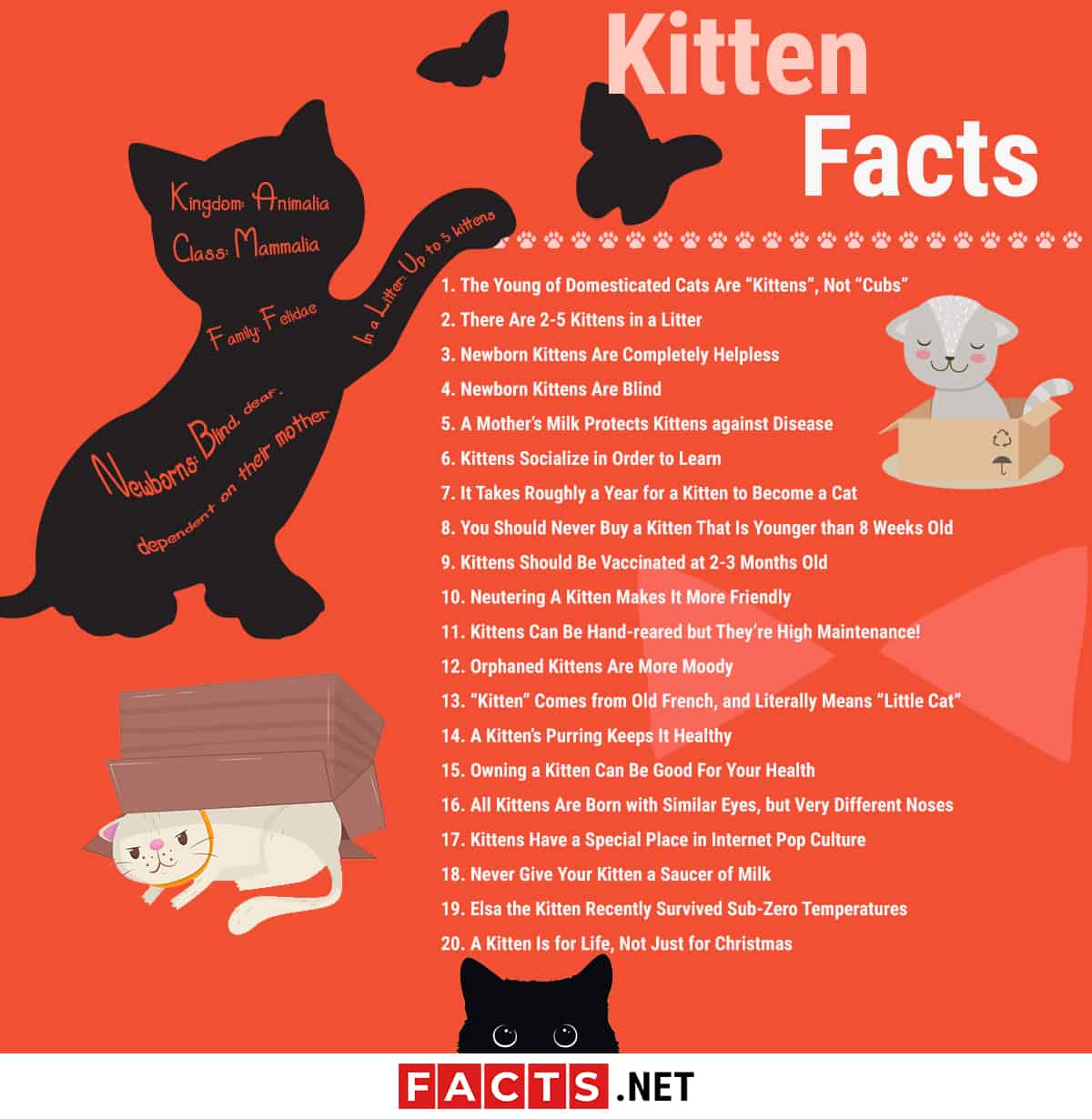 Top 20 Kitten Facts - Birth, Behavior 