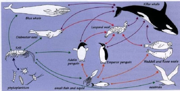 14 Facts about Adélie Penguins - Lifespan, Habitat, Diet & More | Facts.net