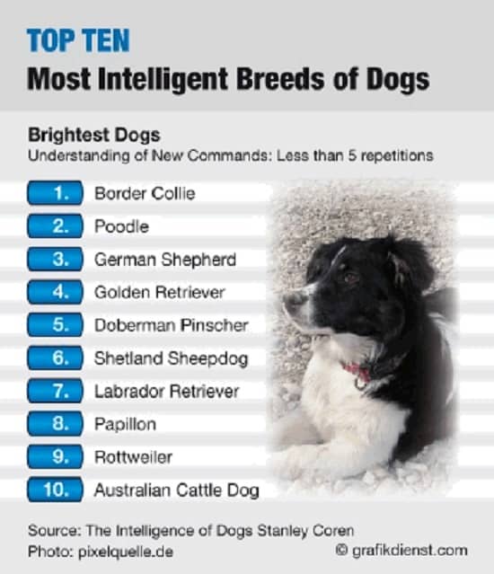 top 10 smartest dog breeds in the world