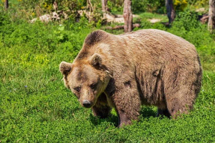 brown bear facts