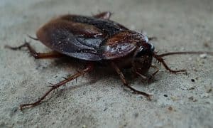 cockroach-facts