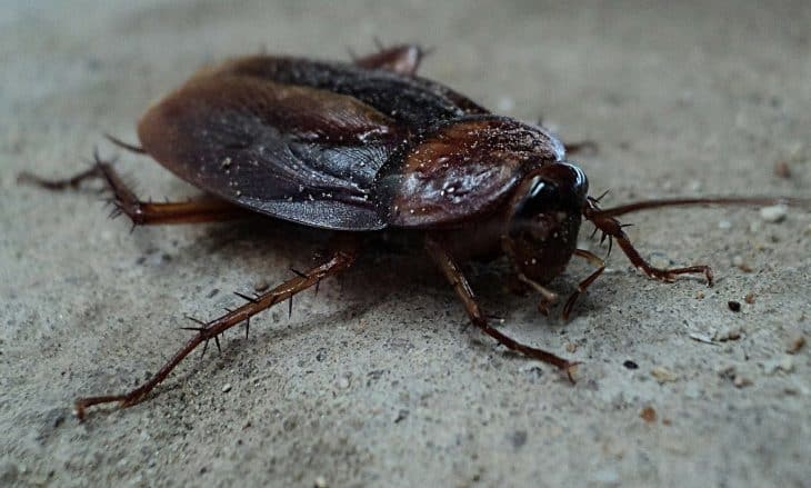 Top 20 Cockroach Facts - Anatomy, Types, Habitat & More | Facts.net