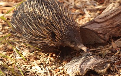 Top 14 Echidna Facts  Anatomy Behavior Lifespan  More 