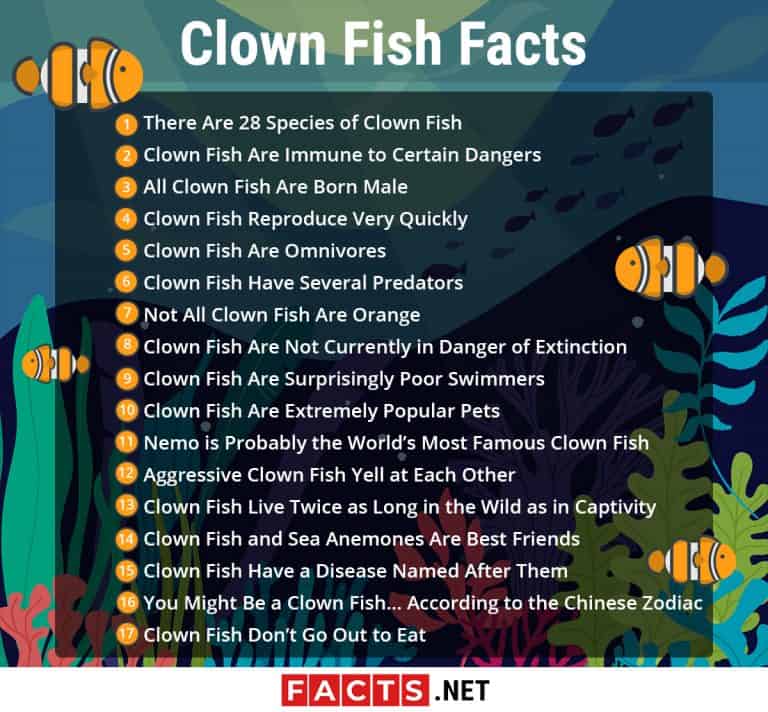 Top 17 Clown Fish Facts - Diet, Habitat, Types & More | Facts.net