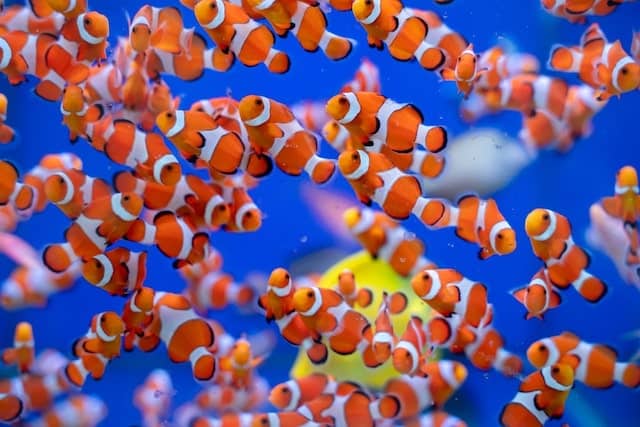 Top 17 Clown Fish Facts - Diet, Habitat, Types & More | Facts.net