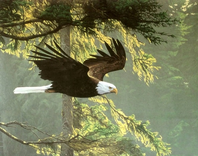 Flying Bald Eagle