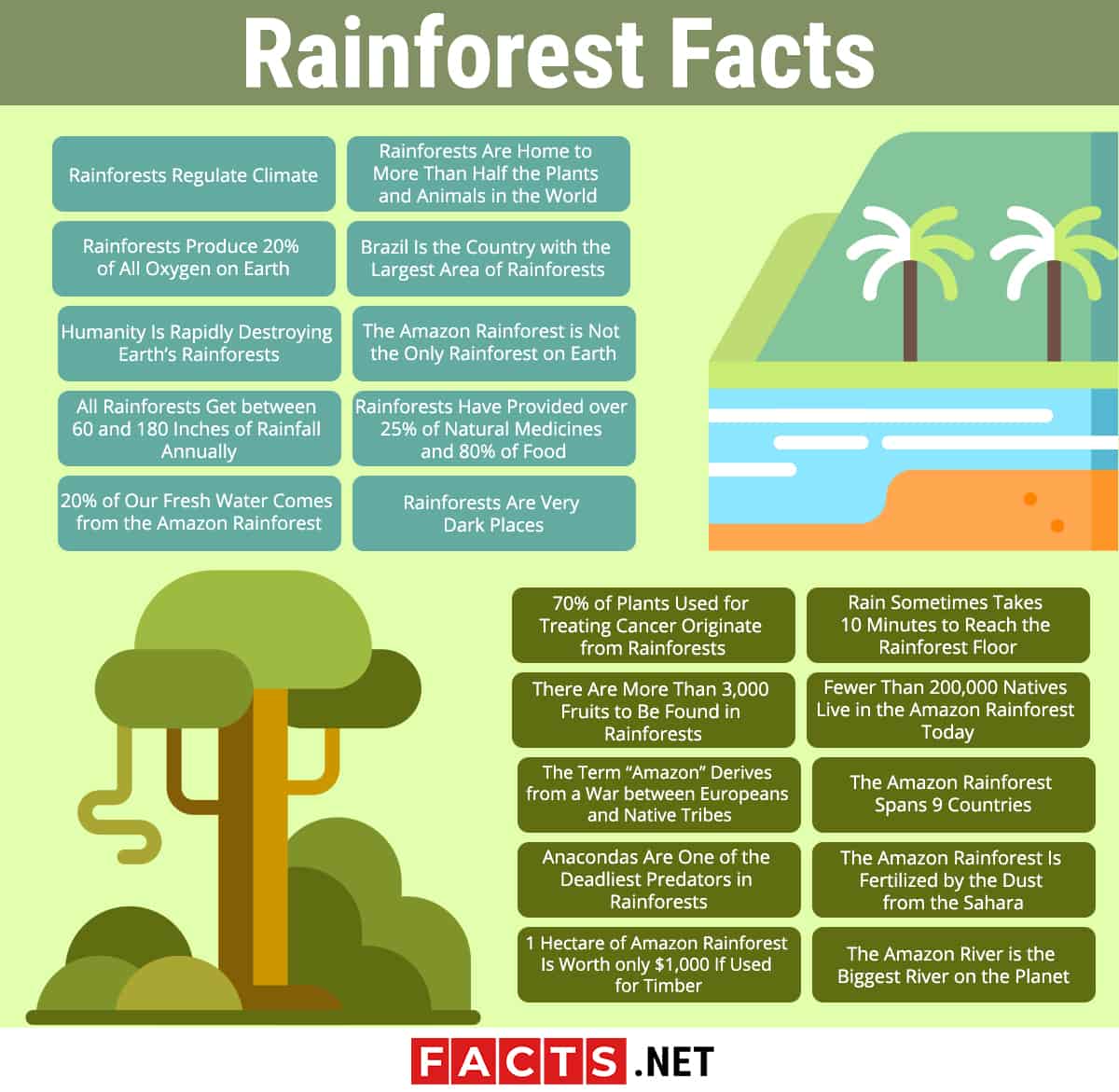 Rainforest Facts Infographic Rainforest Facts Infogra - vrogue.co