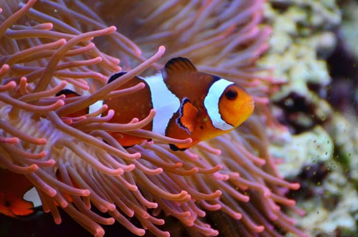 clown fish facts