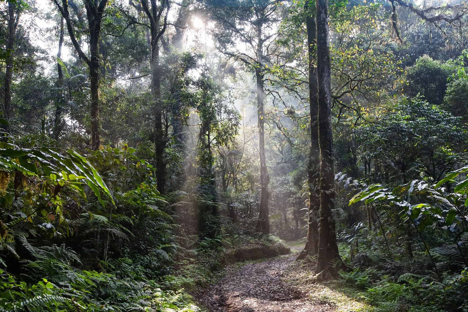 20 Rainforest Facts Biome, Animals, Plants, Climate & More