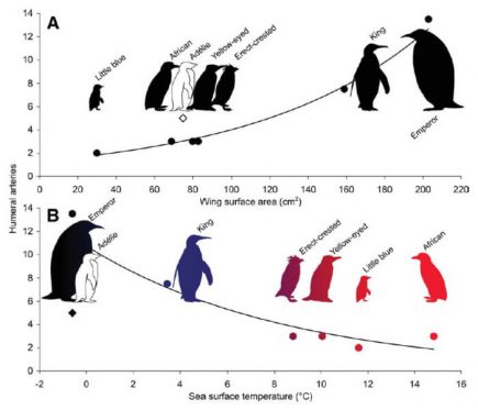 KING PENGUIN FACTS visual data 7