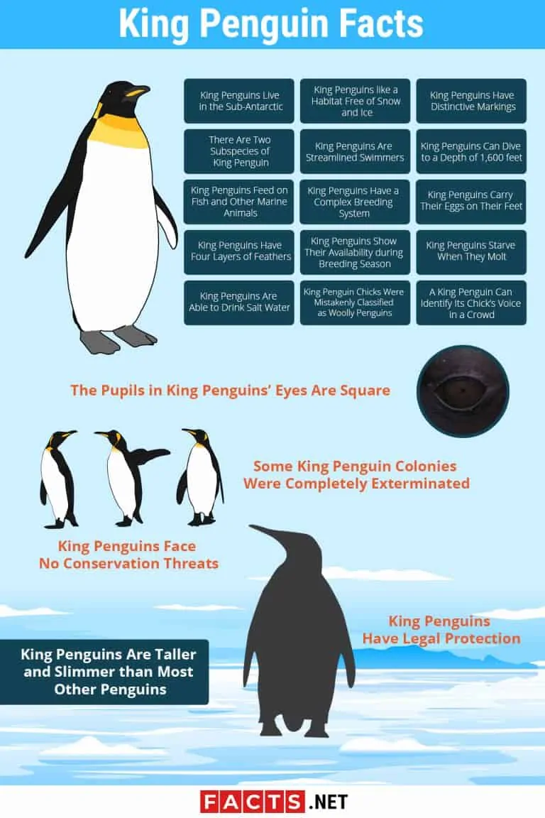 WHAT ARE SOME FACTS ABOUT KING PENGUINS visual data 5